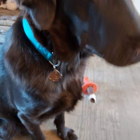 flatcoated retriever brown.jpg